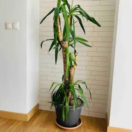 Puerto Banus Apartment Marbella